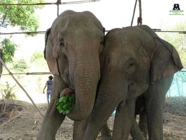 elefant11