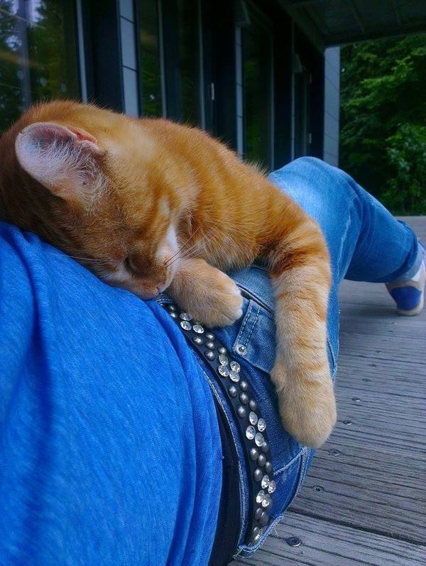 gato8
