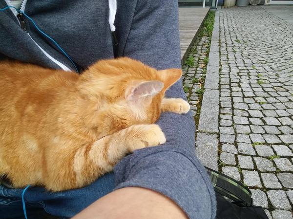 gato1
