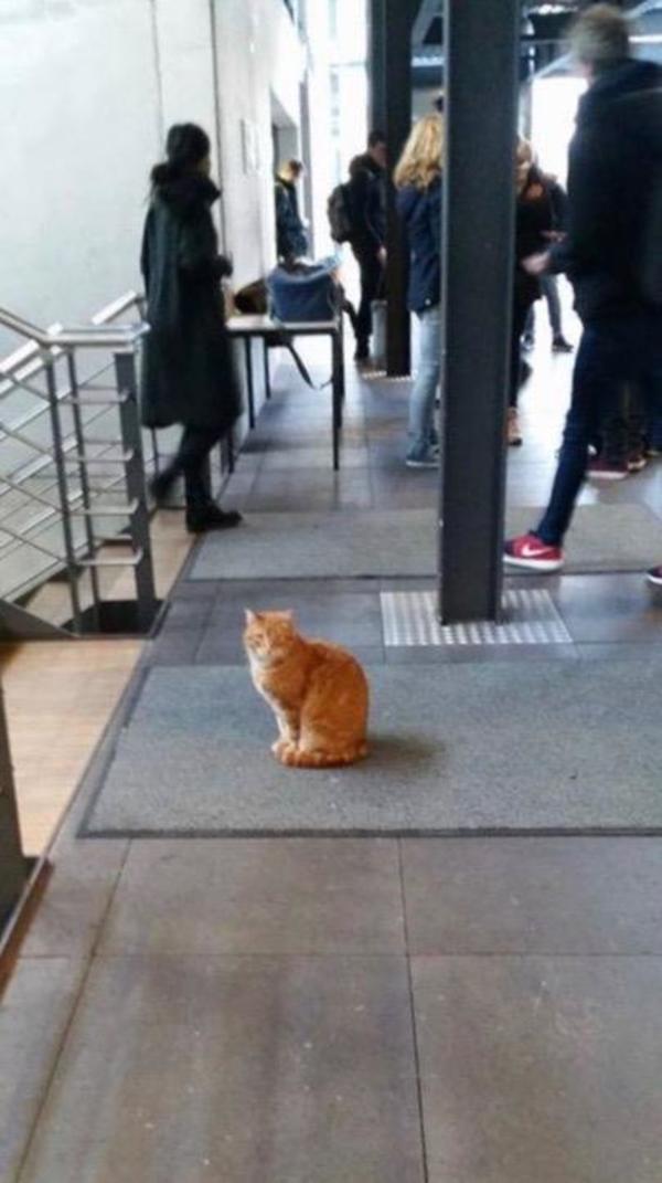 gato6