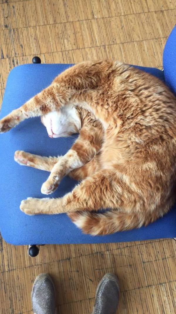 gato3