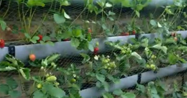jardín9
