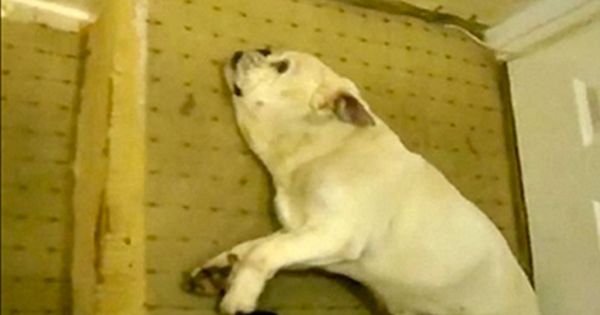 hundmisshandel1