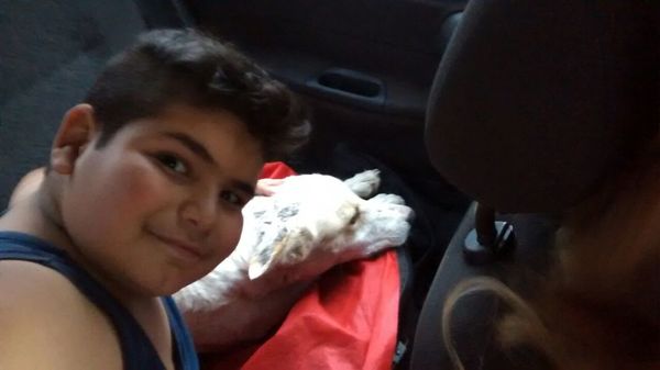 perro.patin