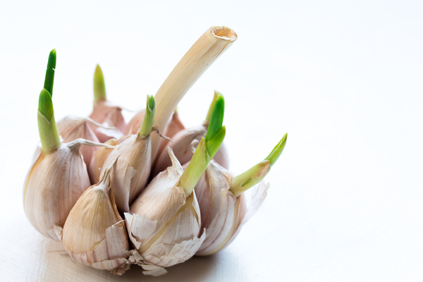 shutterstock_600513260