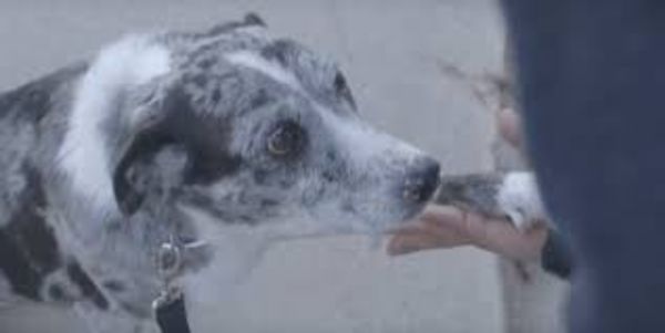 hund3