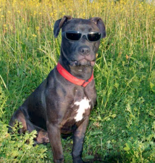 gafas