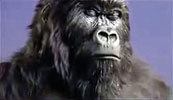 Cadbury Gorilla