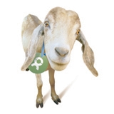 /a/n/e/OxfamGoatSmall.jpg