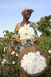 cotton