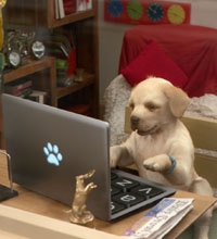 Andrex Puppy advert