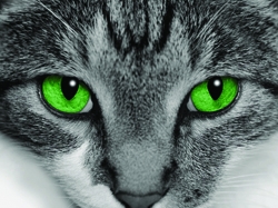 /a/n/f/cat250.jpg