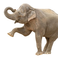 /q/g/h/embracing_the_elephant.jpg