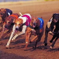 /s/i/f/Greyhounds.jpg