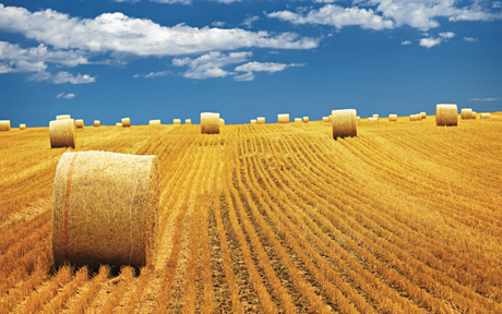 data harvest