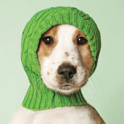 More Than pet cover