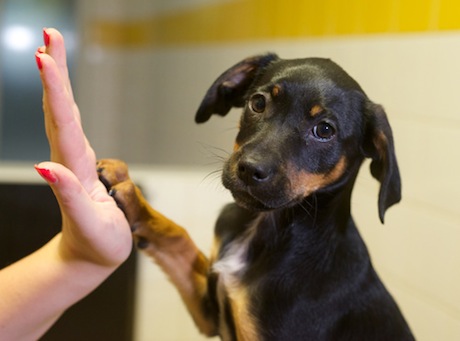 dogs trust dogs trust reignites is for slogan with social media caign dogs trust dogs trust reignites is for slogan with social media caign
