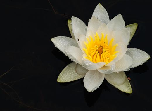 Naturfoto