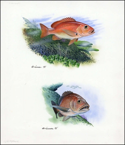 1998, Turks und Caicos Inseln, (1404-05) Original