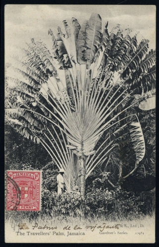 1906, Jamaica, 49, Brief