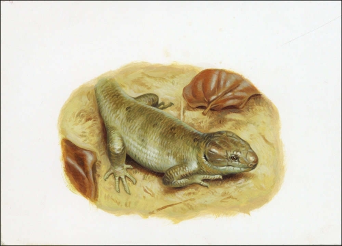 2005, Salomoninseln, (1282) Original