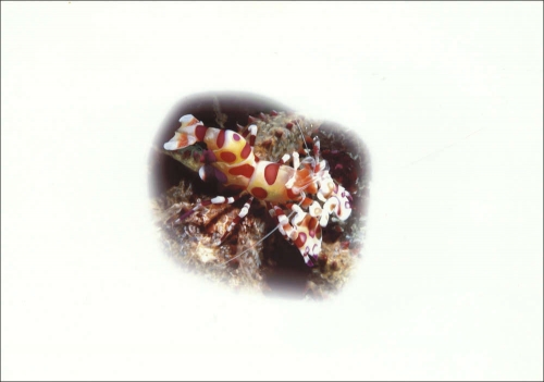 2005, Kiribati, (983) Original