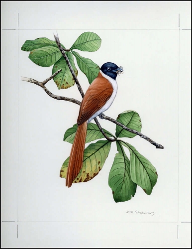1996, Seychellen, (800) Original