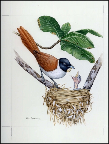 1996, Seychellen, (801) Original