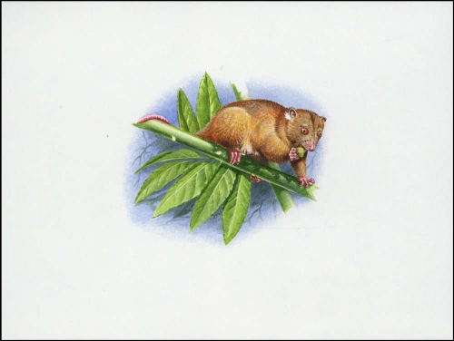 2002, Salomoninseln, (1062) Original