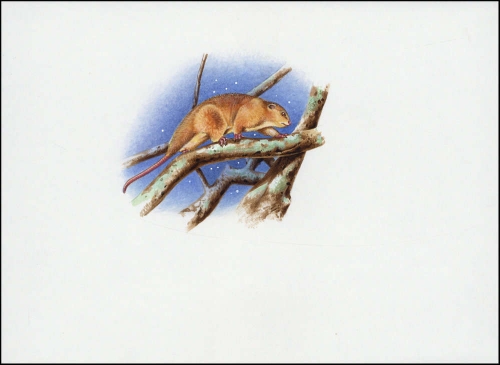 2002, Salomoninseln, (1063) Original