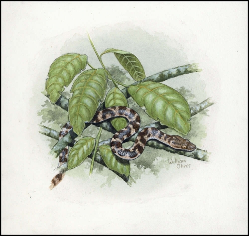 2005, Jungferninseln, (394) Original