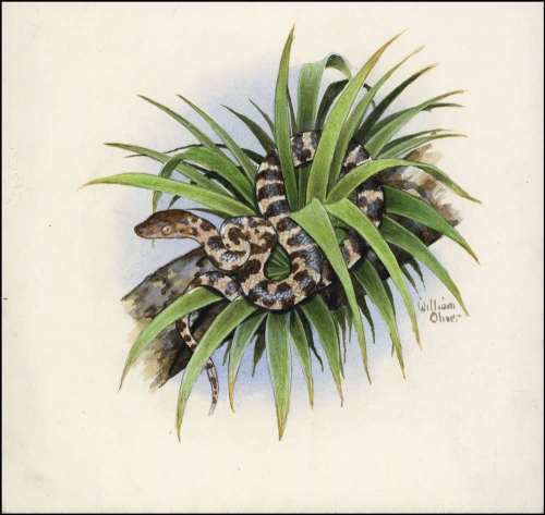 2005, Jungferninseln, (395) Original