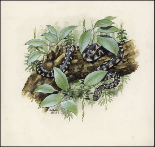 2005, Jungferninseln, (396) Original