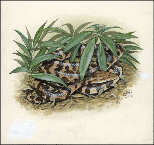 2005, Jungferninseln, (397) Original