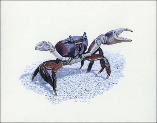 2000, Kokos Inseln, (400) Original