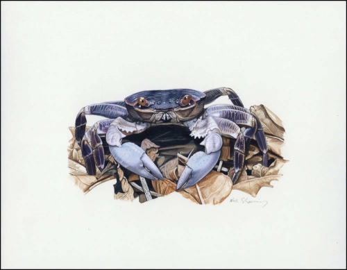 2000, Kokos Inseln, (401) Original