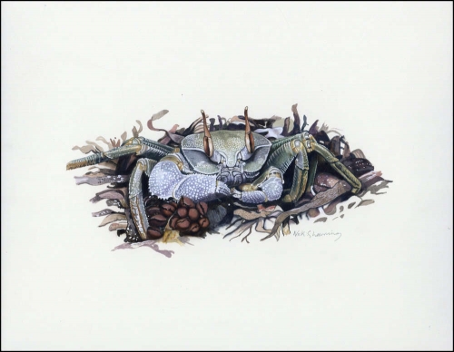 2000, Kokos Inseln, (402) Original