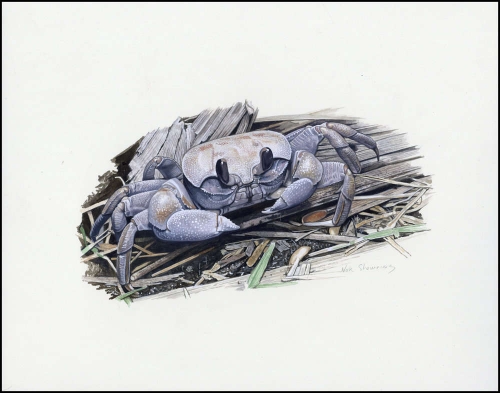 2000, Kokos Inseln, (403) Original