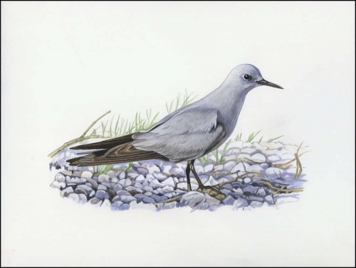 2007, Pitcairn, (718) Original