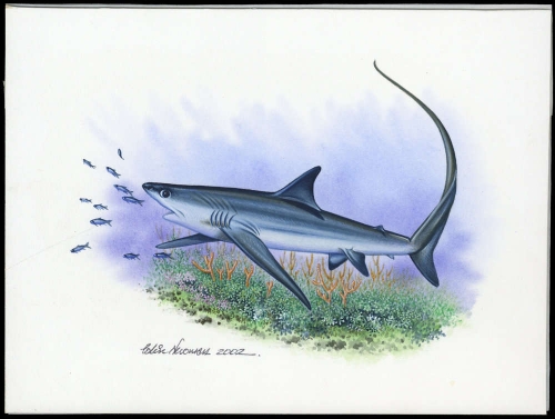 2002, Tokelau Inseln, (322) Original