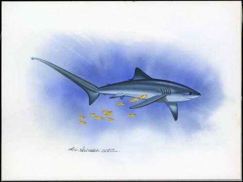 2002, Tokelau Inseln, (324) Original