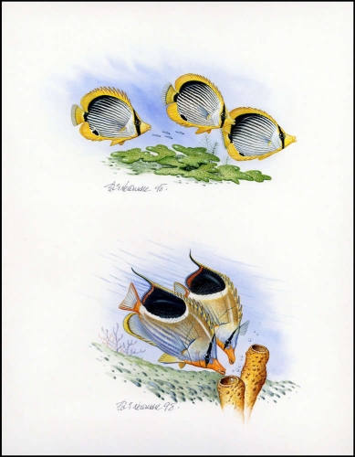 1997, Mikronesien, (583-84) Original