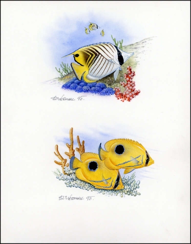 1997, Mikronesien, (585-86) Original