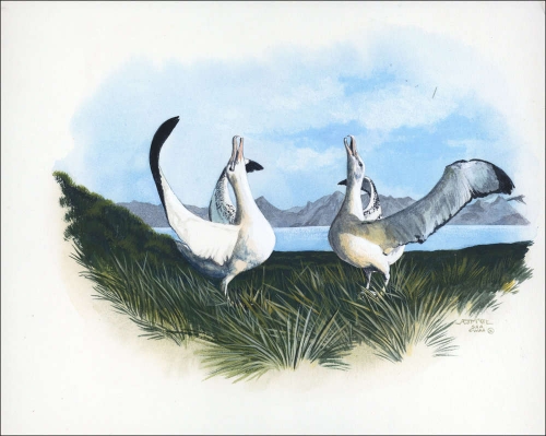 1999, Tristan da Cunha, (654) Original