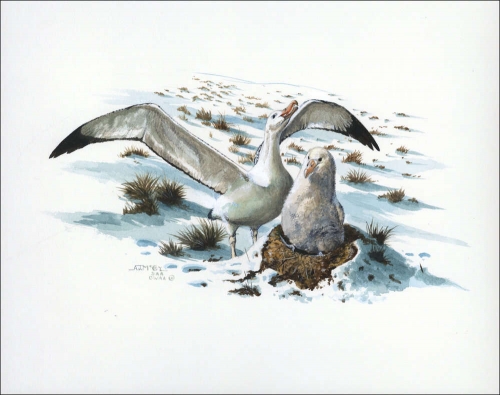 1999, Tristan da Cunha, (655) Original