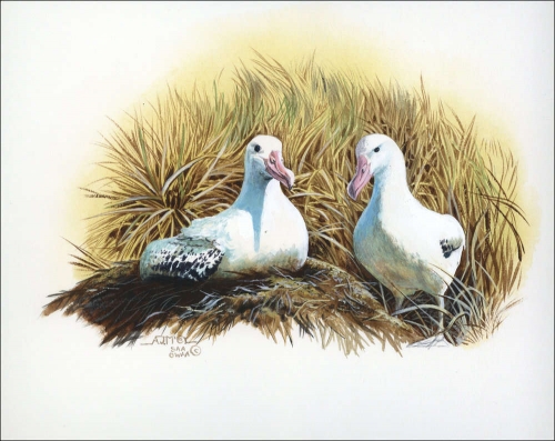 1999, Tristan da Cunha, (656) Original