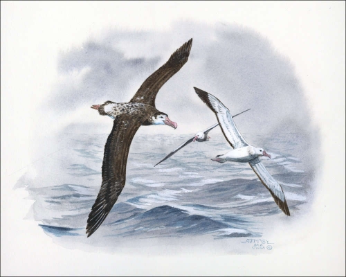 1999, Tristan da Cunha, (657) Original