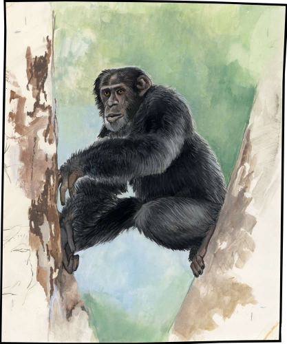 1983, Sierra Leone, (713) Original