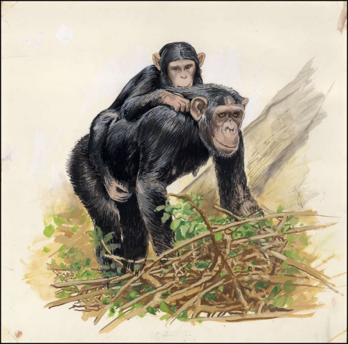 1983, Sierra Leone, (716) Original