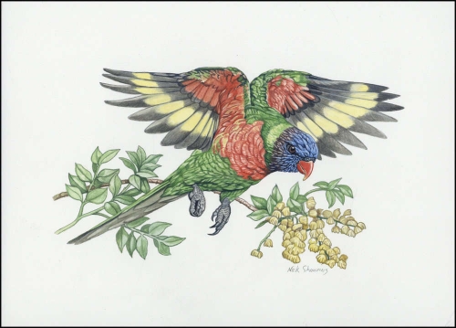 2011, Vanuatu, (1443) Original